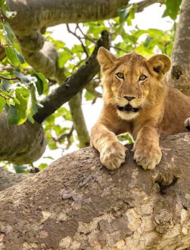 Lion in Queen Elizabeth National Park