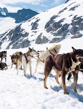 Dog-sledding, Alaska