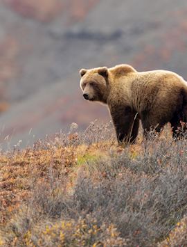 Grizzly bear, Denali National Park