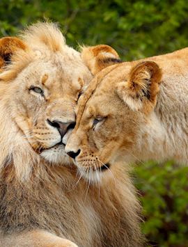 Lion and lioness, Chobe National Park