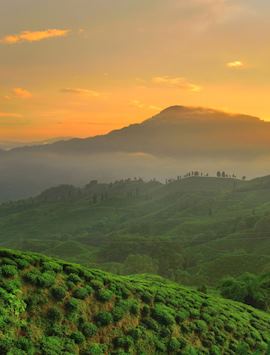 Sunset over a tea garden in Darjeeling