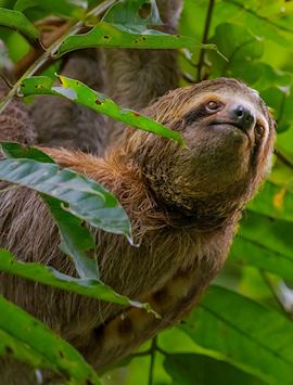 Sloth in Manuel Antonio National Park
