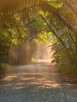 Road through a forest in Costa Rica