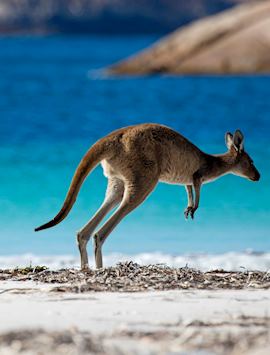 Kangaroos at Lucky Bay, Cape Le Grand National Park