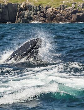 Humpback whale, Trinity Bay