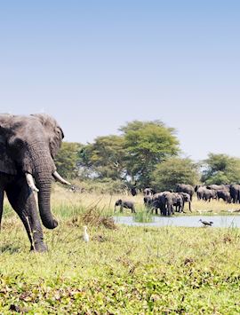 Liwonde National Park