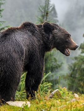 Brown bear, Vancouver Island