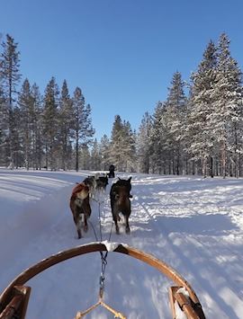 Husky sledding, Rovaniemi, Finnish Lapland