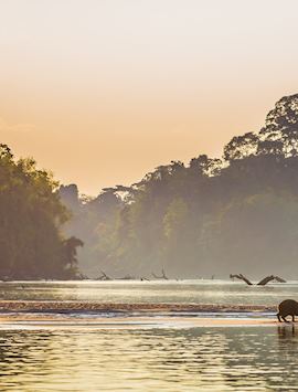 Capybara, Amazon Basin