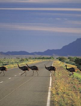 Emus Crossing, Flinders Ranges, SA