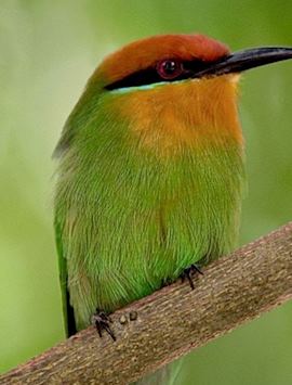 Bee eater, Liwonde