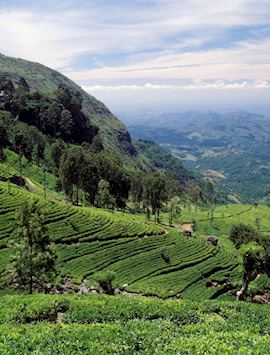 The Tea Country