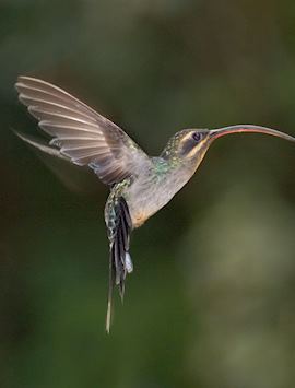 Hummingbird, Costa Rica