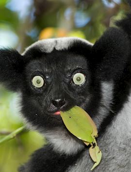 Indri, Andasibe-Mantadia National Park, Madagascar