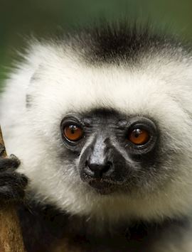 diademed sifaka, Andasibe-Mantadia National Park, Madagascar