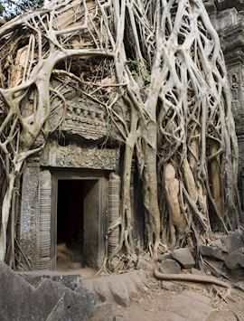 Ta Prohm Temple, Cambodia