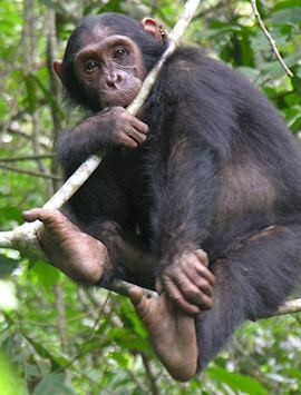 Chimpanzee in the Mahale Mountains