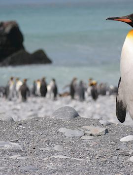 King penguin, Gold Harbour, South Georgia, Antarctica