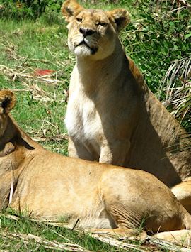 Lions, Duba Concession, Botswana