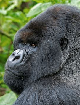 Silverback in the Bwindi Impenetrable Forest