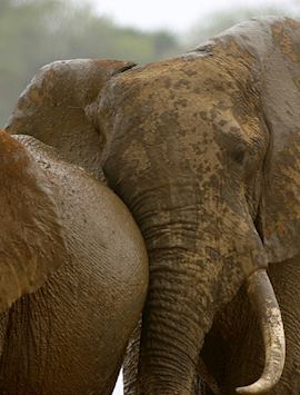 Elephant enjoying a mud bath