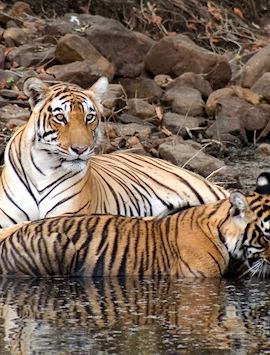 Female tiger and her cubs, Ranthambhore National Park