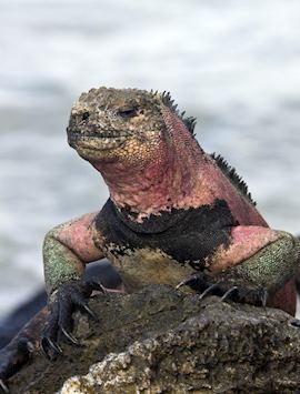 Galapagos Marine Iguana