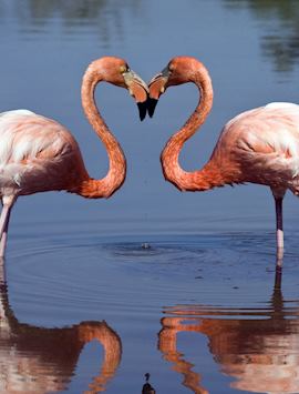 Galapagos Flamingos