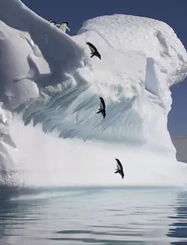 Adelie penguins, Antarctica