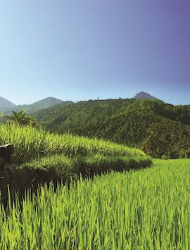 Paddy fields in Bali, Indonesia