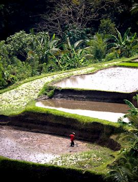 Rice terraces outside Ubud, Indonesia