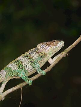 Chameleon, Amber Mountain National Park (Montagne D'Ambre), Madagascar