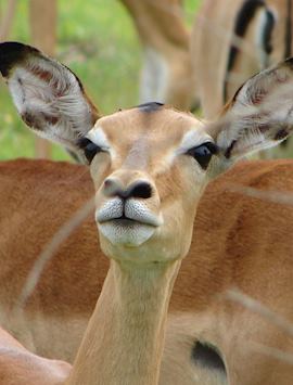 Young impala, South Luangwa National Park