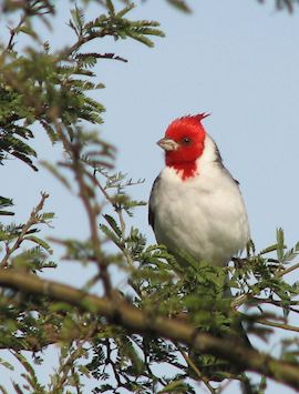 Ibera Wetlands, Argentina