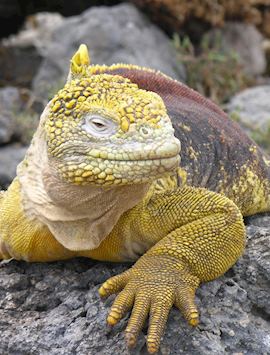 Land Iguana, Galapagos Islands