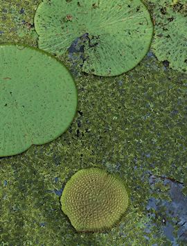 Amazon, Brazil