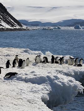 Adelie penguins