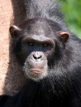 Chimpanzee, Ngamba Island