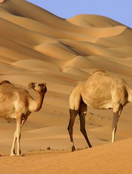 Camels, The Wahiba Sands