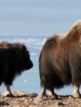Musk Oxen in the Arctic