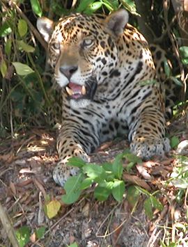 Jaguar on the river bank, Jaguar Research Centre, Cuiaba River