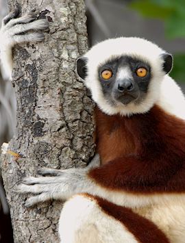 Sifaka at Anjajavy