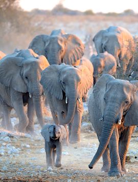 Herd of Elephant, Etosha National Park