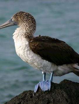 Blue Footed Booby, Galapagos Islands, Ecuador