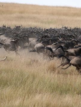 The wildebeest migration, Kenya