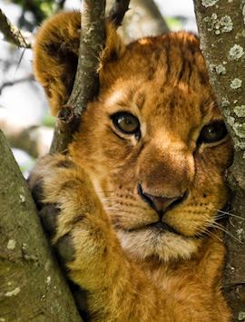 Lion cub, Lake Manyara National Park