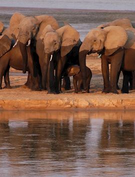 Elephant, South Luangwa National Park