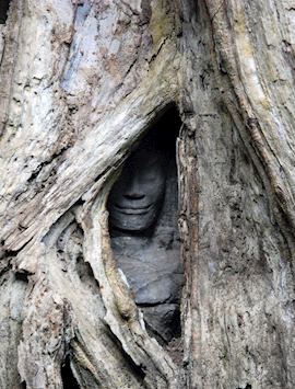 Hidden Bhudda image - Ta Prohm
