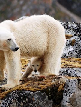 Polar Bear and cub, Spitsbergen