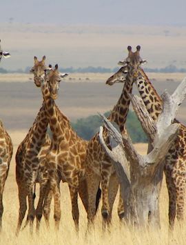 Masai Mara, Kenya